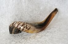 Prachtige grote Ramshoorn Shofar (Kosher) van ongeveer 45-50 cm lengte, gemeten over de bocht